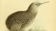 The little spotted kiwi (Apteryx owenii). Artwork by John Gerrard Keulemans, 1870s.