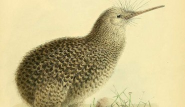 The little spotted kiwi (Apteryx owenii). Artwork by John Gerrard Keulemans, 1870s.