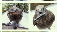 Photographs of Bruce handling objects larger than his preening pebbles, namely: (a) a slice of carrot, (b) a stone, (c) a piece of bark, (d) a black token used in previous cognitive experiments he was a part of; a close-up image (e) demonstrates how he uses his tongue and lower mandible to hold these objects. Image credit: Bastos et al., doi: 10.1038/s41598-021-97086-w.