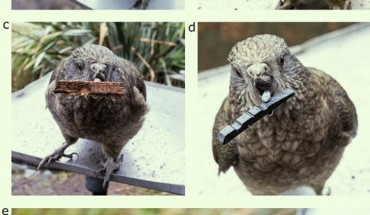 Photographs of Bruce handling objects larger than his preening pebbles, namely: (a) a slice of carrot, (b) a stone, (c) a piece of bark, (d) a black token used in previous cognitive experiments he was a part of; a close-up image (e) demonstrates how he uses his tongue and lower mandible to hold these objects. Image credit: Bastos et al., doi: 10.1038/s41598-021-97086-w.