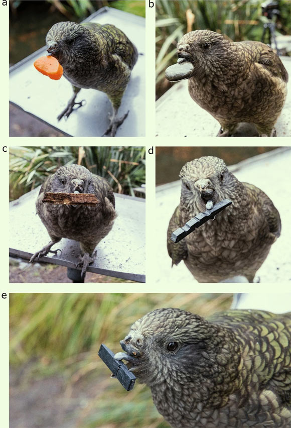 Photographs of Bruce handling objects larger than his preening pebbles, namely: (a) a slice of carrot, (b) a stone, (c) a piece of bark, (d) a black token used in previous cognitive experiments he was a part of; a close-up image (e) demonstrates how he uses his tongue and lower mandible to hold these objects. Image credit: Bastos et al., doi: 10.1038/s41598-021-97086-w.