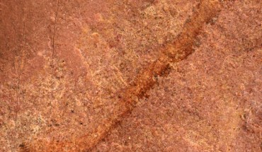 Arrakiscolex aasei. Image credit: University of Missouri.