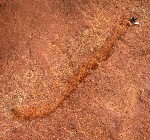 Arrakiscolex aasei. Image credit: University of Missouri.