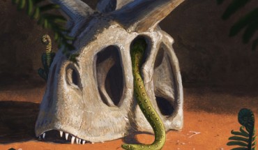 Somewhere in Gondwanaland, a snake explores the post-extinction world of the Early Paleocene epoch. Image credit: Joschua Knüppe.