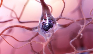 Several lines of study suggest that peripheral metabolism of amyloid beta (Aß) is associated with risk for Alzheimer’s disease. In blood, greater than 90% of Aß is complexed as an apolipoprotein, raising the possibility of a lipoprotein-mediated axis for Alzheimer’s disease risk. Lam et al. report that genetic modification of C57BL/6J mice engineered to synthesize human Aß only in liver has marked neurodegeneration concomitant with capillary dysfunction, parenchymal extravasation of lipoprotein-Aß, and neurovascular inflammation. Image credit: National Institute on Aging / National Institutes of Health.