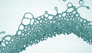 An image of a typical non-equilibrium state comprising active filaments, random filament networks and ordered 2D fluidic lattices, and active and self-propulsive electrohydrodynamically sculpted droplets and active emulsions. Image credit: Raju et al., doi: 10.1126/sciadv.abh1642.