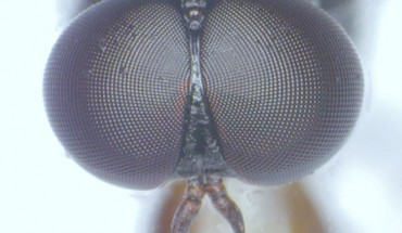 Frontal view of male Scenopinus jerei. Image credit: Pohjoismäki & Haarto, doi: 10.3897/zookeys.1059.70085.