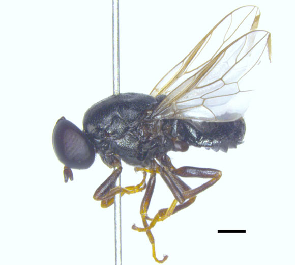 Holotype male of Scenopinus jerei from Kouvola, Finland. Image credit: Pohjoismäki & Haarto, doi: 10.3897/zookeys.1059.70085.