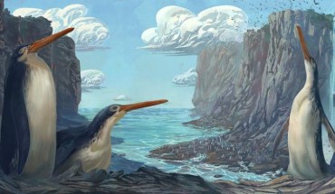 Life reconstruction of giant penguins. Image credit: Simone Giovanardi.