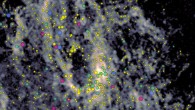 Clumps of molecular gas overlaid on Sagittarius A* circumnuclear disk as seen by ALMA in the CS(7-6) line. Yellow circles are thin clumps that are going to be shredded by the gravitational force of supermassive black hole Sagittarius A*. Green circles are dense enough to survive the tidal shredding but are not able to form stars. Purple/pink circles have the needed density to form stars, but no star formation has been observed. Image credit: Hsieh et al. / ALMA / EOS / NAOJ / NRAO.