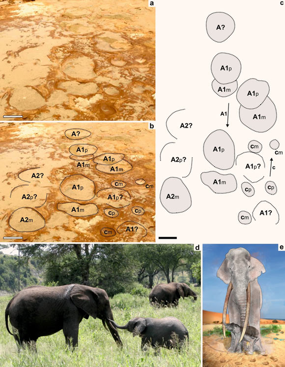 Ichnological evidence and reconstruction of Palaeoloxodon antiquus social interactions deduced from the Matalascañas Trampled Surface, Spain: (a-c) two adult (presumably female) ‘A1 & A2’ and one juvenile trackway ‘c’ showing convergence (the toe impressions indicate opposite orientation of movement); note overstepping of pes over manus in the main adult trackways that is not seen in the smaller tracks, in this case because the small juvenile may have stopped just after the larger animal slowly passed by (interpretation in c); (d) example of a young mother-newborn Loxodonta africana interaction; (e) reconstitution of mother-newborn interaction in the Matalascañas Trampled Surface. Image credit: J. Galán / Neto de Carvalho et al., doi: 10.1038/s41598-021-96754-1.