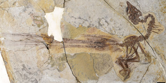 Fossil of Yuanchuavis kompsosoura, with illustration indicating the fossil’s tail feathers. Scale bar - 2 cm. Image credit: Min et al., doi: 10.1016/j.cub.2021.08.044.
