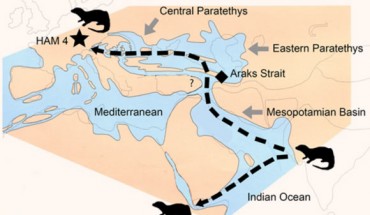 The dispersal of Vishnuonyx otters from the Indian subcontinent to Africa and Europe about 13 million years ago; HAM 4 is the position of the Hammerschmiede site. Image credit: Nikos Kargopoulos.