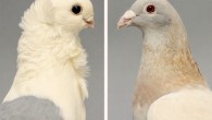 Old German Owl (left) and Racing Homer (right) domestic pigeon breeds that were bred by Boer et al.. Image credit: Sydney Stringham.
