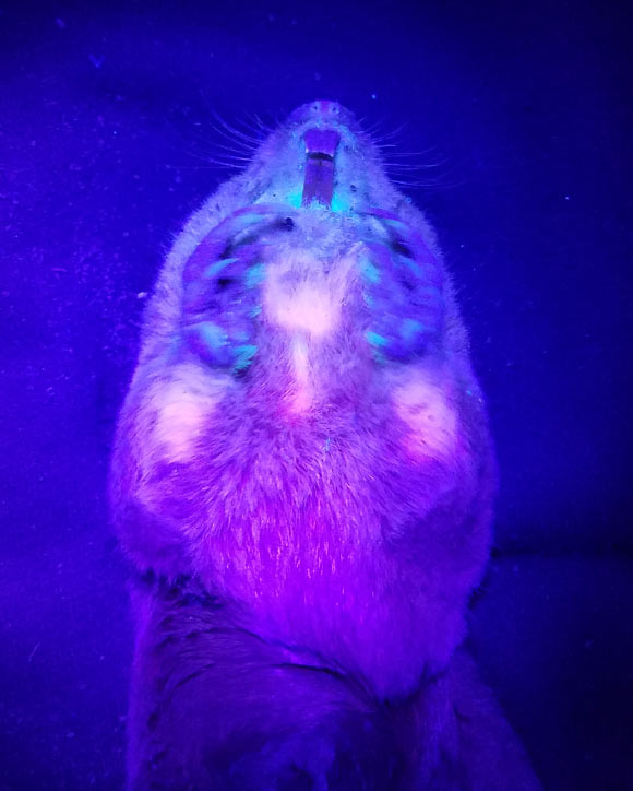 Southeastern pocket gophers (Geomys pinetis) are biofluorescent, giving off a colored glow when illuminated with UV light. Image credit: Pynne et al., doi: 10.1674/0003-0031-186.1.150.
