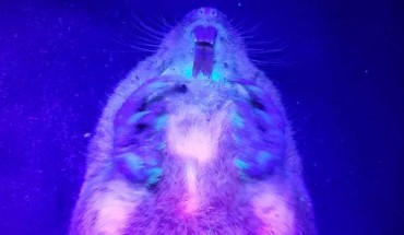 Southeastern pocket gophers (Geomys pinetis) are biofluorescent, giving off a colored glow when illuminated with UV light. Image credit: Pynne et al., doi: 10.1674/0003-0031-186.1.150.