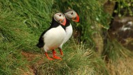 A pair of Atlantic puffins (Fratercula arctica). Image credit: Mali Ancor.