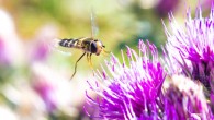 The pied hoverfly (Scaeva pyrastri). Image credit: Will Hawkes.