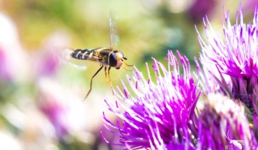 The pied hoverfly (Scaeva pyrastri). Image credit: Will Hawkes.