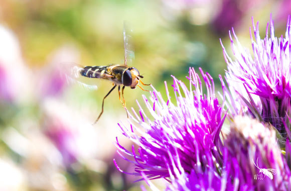 The pied hoverfly (Scaeva pyrastri). Image credit: Will Hawkes.