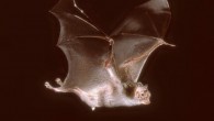 The common vampire bats (Desmodus rotundus). Image credit: Uwe Schmidt.