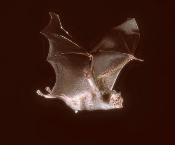 The common vampire bats (Desmodus rotundus). Image credit: Uwe Schmidt.