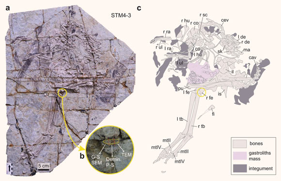 Photograph and line drawing of the Caudipteryx specimen. Image credit: Zheng et al., doi: 10.1038/s42003-021-02627-8.