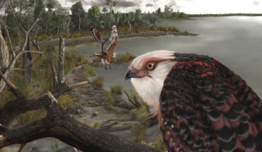 Life reconstruction of Archaehierax sylvestris. Image credit: Jacob Blokland / Taylor & Francis Online.
