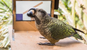 Kea parrots (Nestor notabilisa) don’t differentiate between the real and virtual worlds. Image credit: Amalia Bastos.
