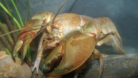 The swamp yabby (Cherax latimanus). Image credit: McCormack & Raadik, doi: 10.11646/zootaxa.5026.3.2.