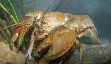 The swamp yabby (Cherax latimanus). Image credit: McCormack & Raadik, doi: 10.11646/zootaxa.5026.3.2.