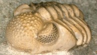 Phacops geesops, a trilobite species that lived during the Devonian period; the animal’s eyes consist of 200 single lenses each, spanning six small facets, which again form one eye each. Image credit: Brigitte Schoenemann.