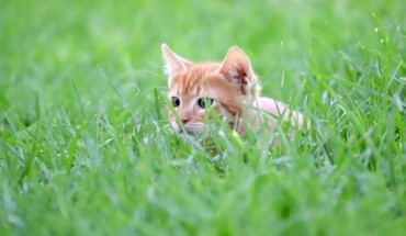 The diet of domestic cats consist primarily of provisioned foods, though the contribution of wild animals to their diets, all of which regularly caught wild animals, is low (cat food 96%, wild animals 3-4%). Image credit: Birgit.