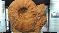 The world’s largest ammonite specimen (1.8 m in diameter) housed in the Munster Natural History Museum, Germany. Image credit: Christina Ifrim.