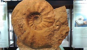 The world’s largest ammonite specimen (1.8 m in diameter) housed in the Munster Natural History Museum, Germany. Image credit: Christina Ifrim.