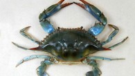 A female blue crab (Callinectes sapidus) in the permanent collection of the Children’s Museum of Indianapolis. Image credit: Wendy Kaveney / CC BY-SA 3.0.