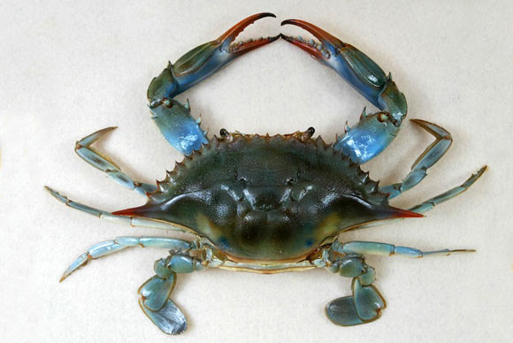 A female blue crab (Callinectes sapidus) in the permanent collection of the Children’s Museum of Indianapolis. Image credit: Wendy Kaveney / CC BY-SA 3.0.