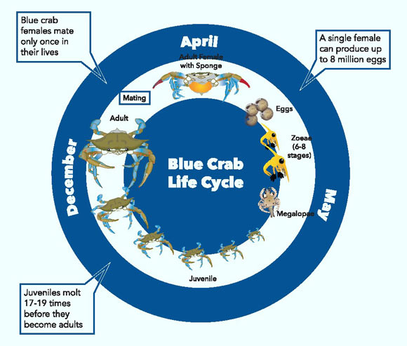 The life cycle of the blue crab (Callinectes sapidus) involves four major life stages: in a hatchery setting, the larvae hatched in April mature to adult stage in December, which then spawn in 3 months and complete their life cycle in a calendar year; the female mates after puberty-terminal molt and travels to higher salinity waters to spawn in the mouth of Chesapeake Bay. Image credit: Bachvaroff et al., doi: 10.1093/g3journal/jkab212.