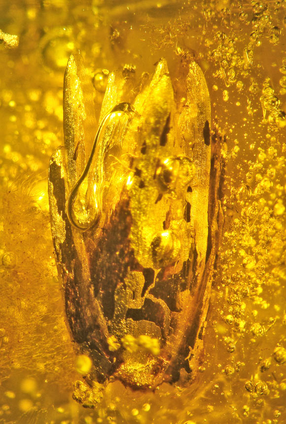 Side view of Eograminis balticus. Image credit: Poinar & Soreng, doi: 10.1086/716781.
