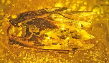 Side view of Eograminis balticus. Image credit: Poinar & Soreng, doi: 10.1086/716781.