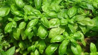 Fenchol, a plant-derived compound that gives basil its aromatic scent, can be a therapeutic approach to ameliorate Alzheimer’s disease pathology. Image credit: Jing.