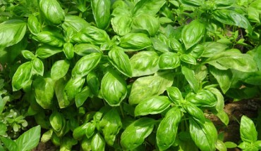Fenchol, a plant-derived compound that gives basil its aromatic scent, can be a therapeutic approach to ameliorate Alzheimer’s disease pathology. Image credit: Jing.