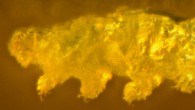 Paradoryphoribius chronocaribbeus photographed with transmitted light under stereomicroscope. Image credit: Mapalo et al., doi: 10.1098/rspb.2021.1760.