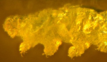 Paradoryphoribius chronocaribbeus photographed with transmitted light under stereomicroscope. Image credit: Mapalo et al., doi: 10.1098/rspb.2021.1760.
