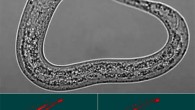 Yolk in the intestinal lumen of Caenorhabditis elegans larva after being left on a plate with no food apart from vented yolk for 4 h. Top: Nomarski microscopy image. Bottom left: larva imaged immediately after removal from plates using reflectance confocal microscopy (RCM) to highlight the refractive material of the terminal web that surrounds the intestinal lumen (red) and superimposed airyscan image (green) for GFP-labeled yolk. Bottom right: same larva imaged 100 min later showing yolk no longer in the lumen, either due to defecation or digestion; this disappearance confirms that the green fluorescence indicated in the central panel corresponds to yolk within the intestinal lumen. Scale bar - 20 μm. Image credit: Kern et al., doi: 10.1038/s41467-021-25821-y.