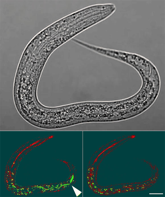 Yolk in the intestinal lumen of Caenorhabditis elegans larva after being left on a plate with no food apart from vented yolk for 4 h. Top: Nomarski microscopy image. Bottom left: larva imaged immediately after removal from plates using reflectance confocal microscopy (RCM) to highlight the refractive material of the terminal web that surrounds the intestinal lumen (red) and superimposed airyscan image (green) for GFP-labeled yolk. Bottom right: same larva imaged 100 min later showing yolk no longer in the lumen, either due to defecation or digestion; this disappearance confirms that the green fluorescence indicated in the central panel corresponds to yolk within the intestinal lumen. Scale bar - 20 μm. Image credit: Kern et al., doi: 10.1038/s41467-021-25821-y.