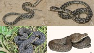 (A, B) the Nujiang pit viper (Gloydius lipipengi) and (C, D) the Glacier pit viper (Gloydius swild). Image credit: Shi et al., doi: 10.3897/zookeys.1061.70420.