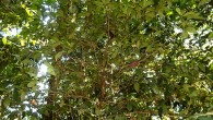 Aenigmanu alvareziae in the Amazon rainforest. Image credit: Patricia Álvarez-Loayza.