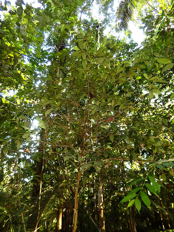 Aenigmanu alvareziae in the Amazon rainforest. Image credit: Patricia Álvarez-Loayza.