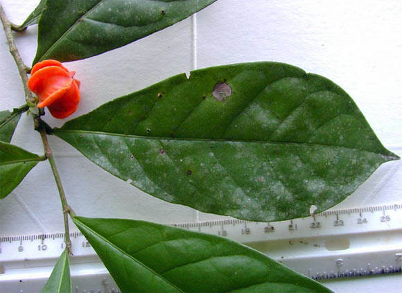 A leaf and tiny orange fruit of Aenigmanu alvareziae. Image credit: Patricia Álvarez-Loayza.